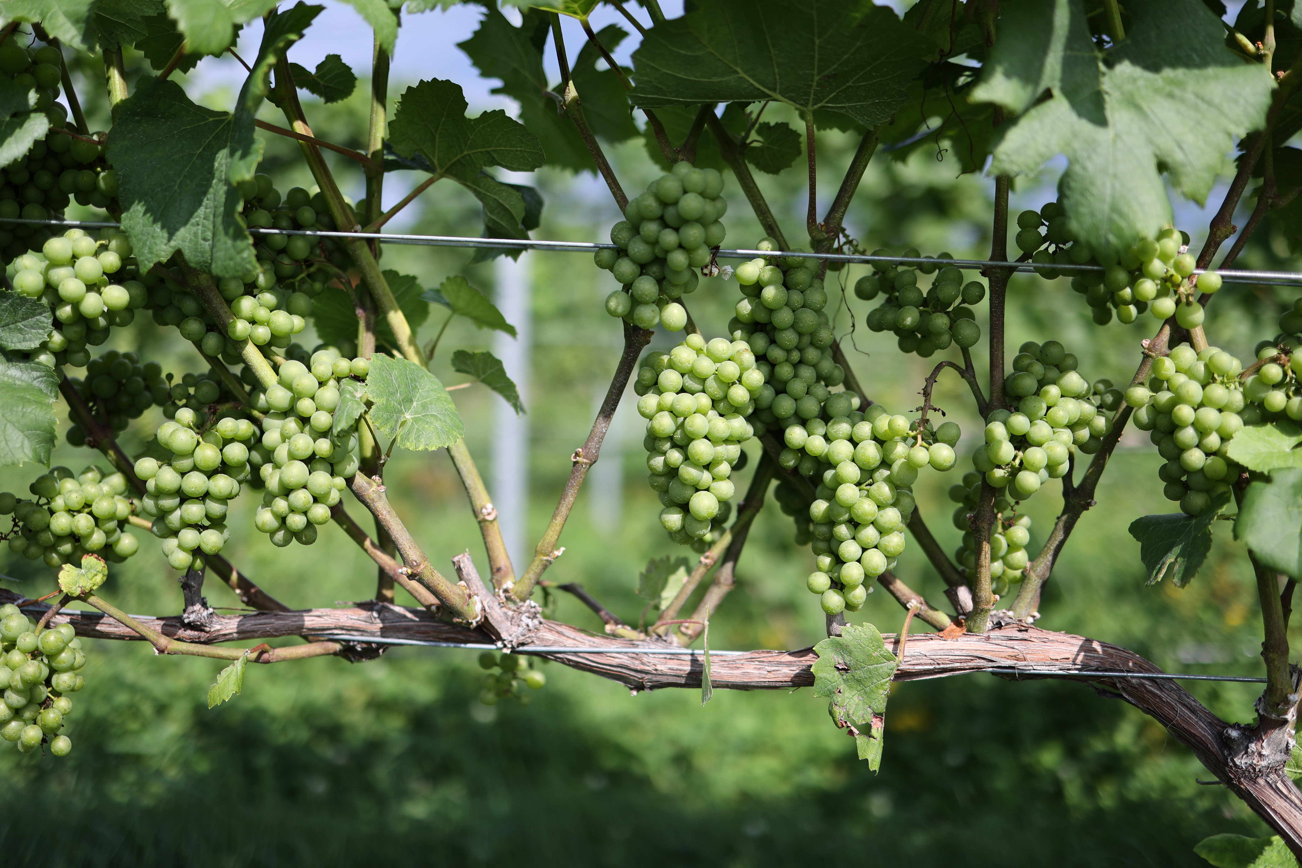 Pinot Noir grapes growing on a vine.